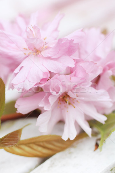 Сток-фото: весны · Японский · Cherry · Blossom · красивой · цветы · солнце