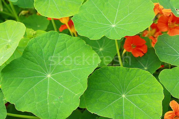 Blooming nasturtium in the garden Stock photo © Julietphotography