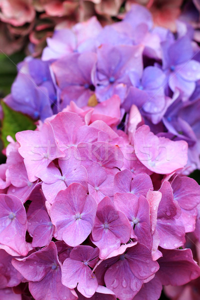 Gyönyörű kert virág levél szépség nyár Stock fotó © Julietphotography