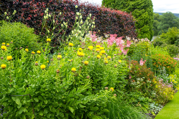 Stock foto: Schönen · Garten · Blumen · Wand · Schönheit · grünen