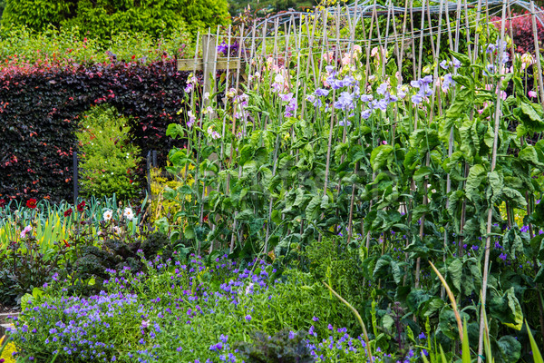 Sweet pea growing in the home garden  Stock photo © Julietphotography