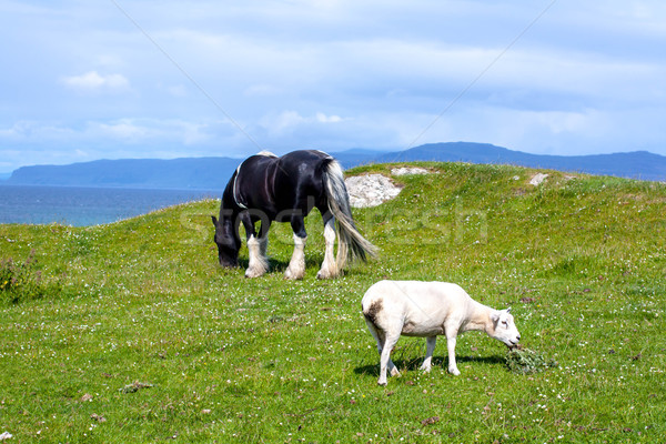 Sheep and horses in the fields of Iona in the Inner Hebrides, Scotland Stock photo © Julietphotography