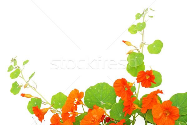 Blooming nasturtium in the garden Stock photo © Julietphotography