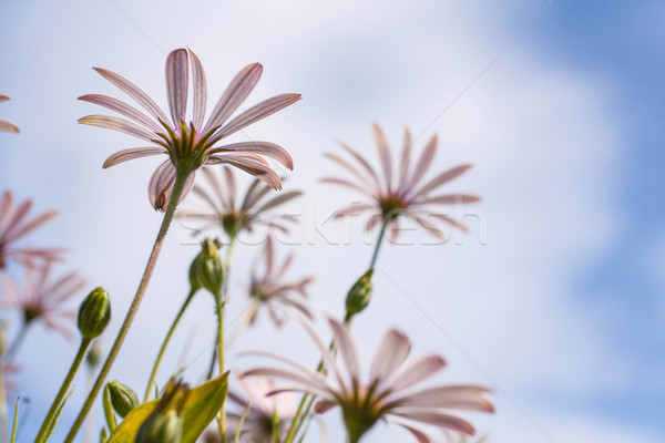 Rosa flores cielo azul flor naturaleza verano Foto stock © Julietphotography