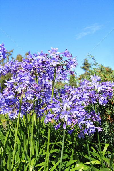 Beautiful Blue Alium blossom Stock photo © Julietphotography