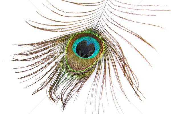 美しい 孔雀 羽毛 白 抽象的な 自然 ストックフォト © Julietphotography