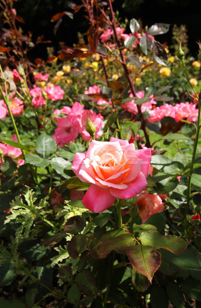 Rose garden  Stock photo © Julietphotography