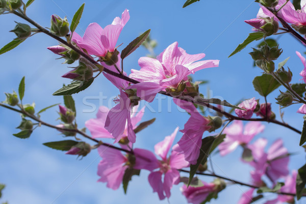 Beautiful pink Hollyhock flowers in the garden Stock photo © Julietphotography