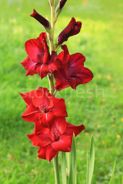 Red gladiola Stock photo © Julietphotography