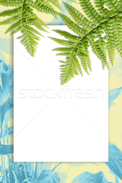 Exotic plants background with fern leaves Stock photo © Julietphotography