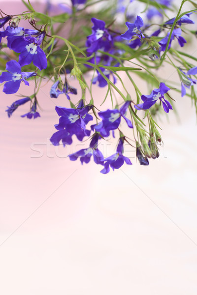 Blue lobelia blooming flowers in the pink vase background  Stock photo © Julietphotography