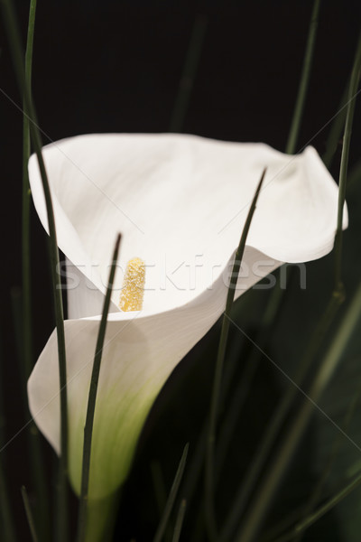 Blanco negro macro detalle hierba Pascua Foto stock © juniart