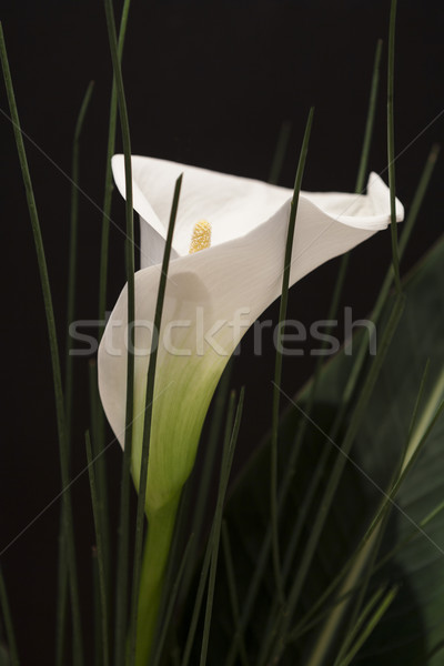 Blanco negro macro detalle hierba primavera Foto stock © juniart