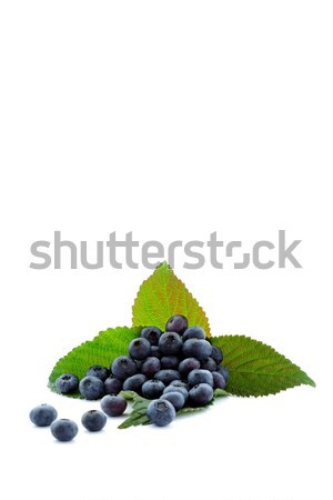 Stock photo: Ripe blackberry fruit, autumnal harvest time