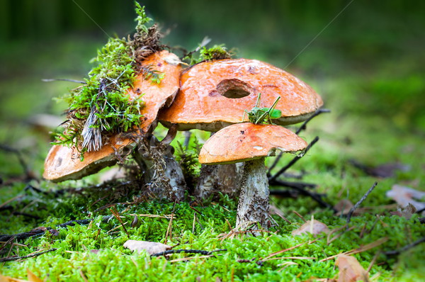 牛肝菌 秋天 收成 蘑菇 季節 森林 商業照片 © kaczor58