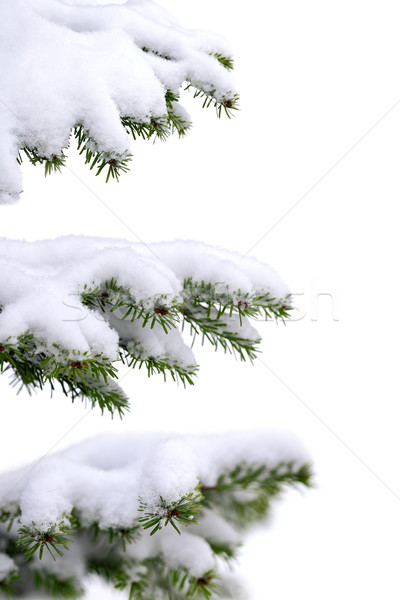 Crăciun timp peren molid copac inghet Imagine de stoc © kaczor58