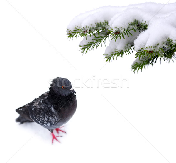 聖誕節 時間 凍結 鴿子 雪 樹 商業照片 © kaczor58