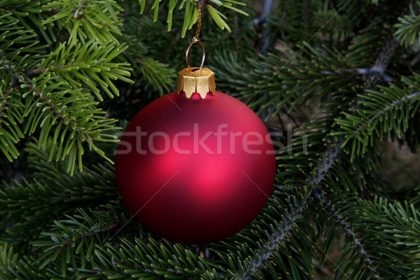 Crăciun timp peren molid copac sticlă Imagine de stoc © kaczor58