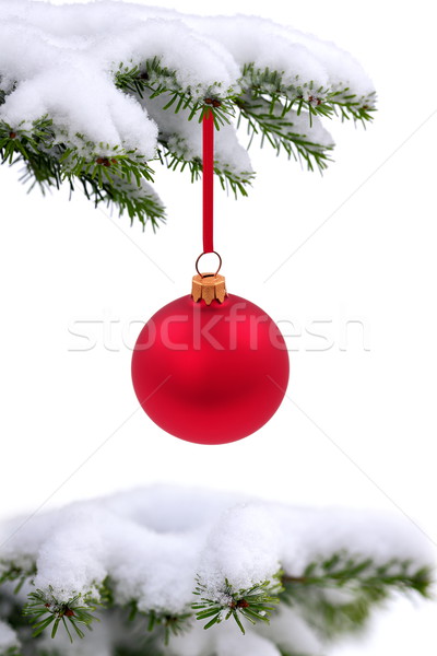Crăciun timp peren molid copac sticlă Imagine de stoc © kaczor58