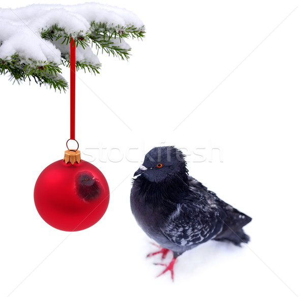 [[stock_photo]]: Noël · temps · congelés · pigeon · arbre · oeil