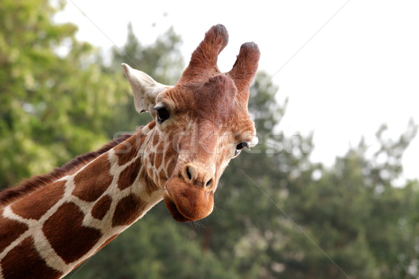 Stock photo: Portrait of a young giraffe