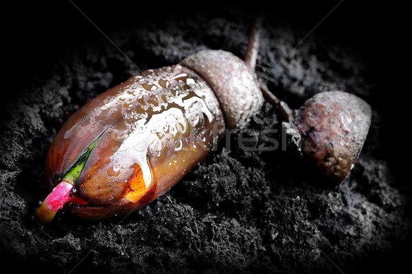 [[stock_photo]]: Printemps · gland · pouvoir · nature · Pâques · eau