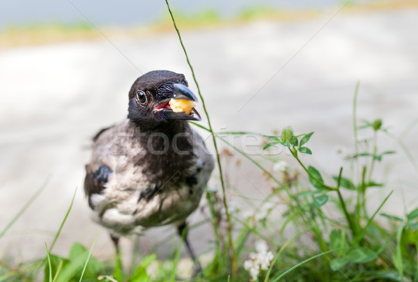 Gray crow outside Stock photo © kaczor58