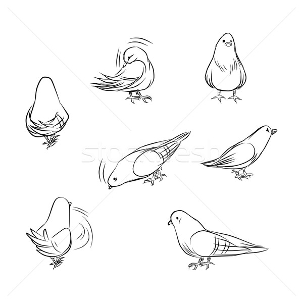 Pigeon dessin différent isolé blanche [[stock_photo]] © Kakigori