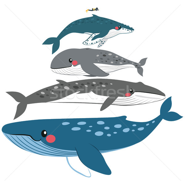 Balenă scară comparatie ilustrare dimensiune Imagine de stoc © Kakigori