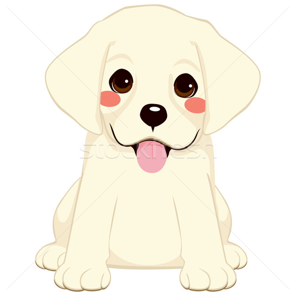 Cute Labrador Puppy Stock photo © Kakigori