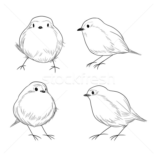 Line Art Bird : Robin bird line art vector illustration kakigori