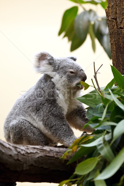 Foto stock: Koala · tener · sesión · árbol · zoológico