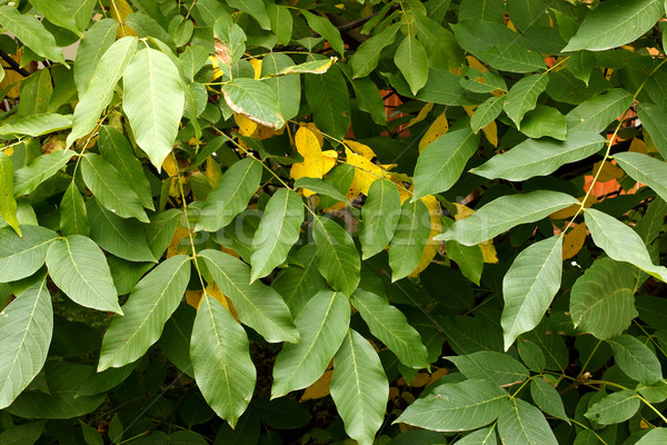 Walnut tree leaves Stock photo © kalozzolak