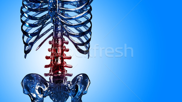 Detail of skeleton spinal and rib in pain Stock photo © kalozzolak