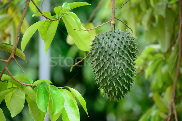 árvore comida fruto tropical agricultura saudável Foto stock © karammiri