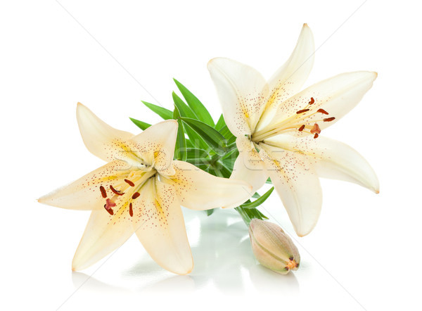 Сток-фото: два · белый · Лилия · бутон · изолированный · цветок