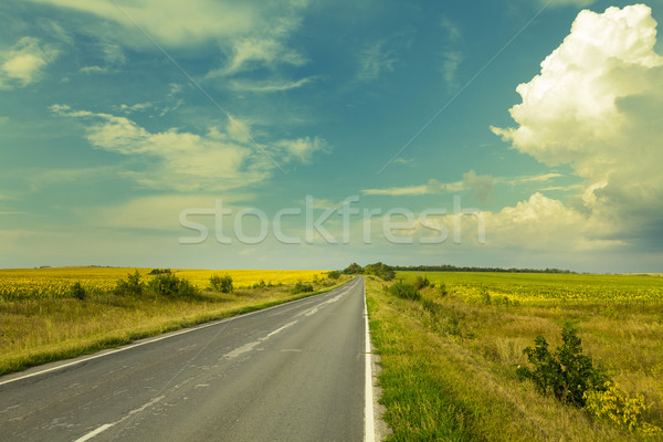 Road through the yellow sunflower field Stock photo © karandaev