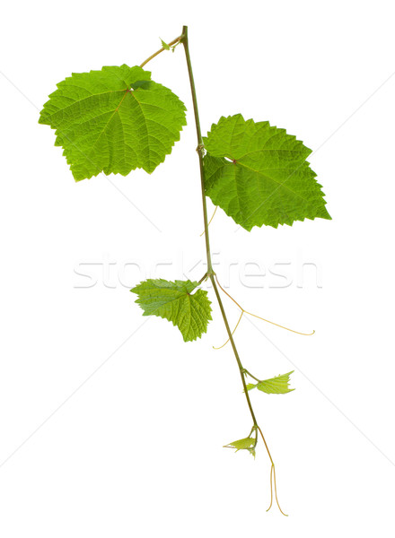 Stockfoto: Druif · wijnstok · geïsoleerd · witte · natuur · blad