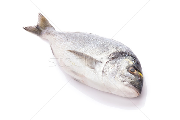 新鲜 ·鱼· 孤立 ·白· 钓鱼 · 动物 / fresh dorado fish