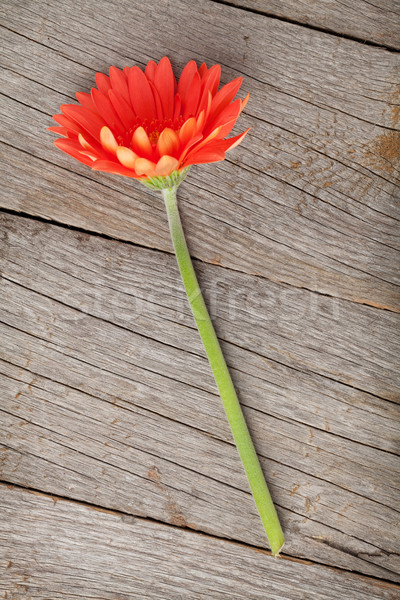 Orange gerbera flower Stock photo © karandaev