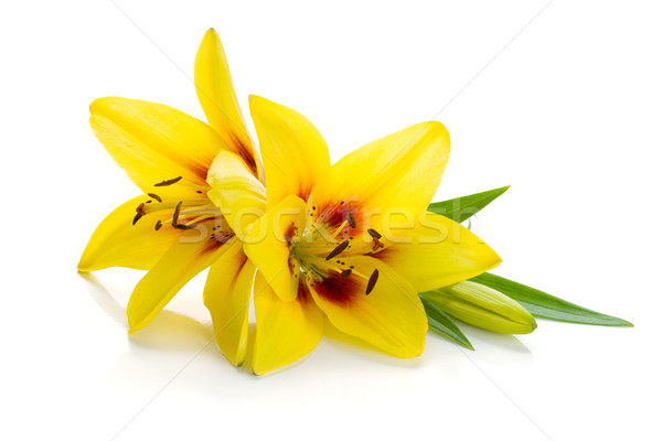 Dos amarillo Lily aislado blanco flor Foto stock © karandaev