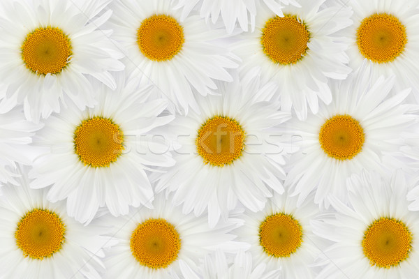 Chamomile flower background Stock photo © karandaev