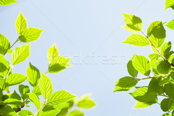 Stockfoto: Abstract · zonnige · zomer · groene · bladeren · bos · natuur