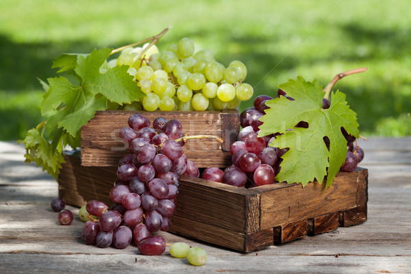 White and red grape Stock photo © karandaev