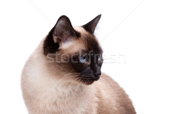 Gato siamês olhos azuis direito isolado branco Foto stock © karandaev
