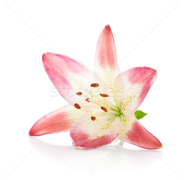Stok fotoğraf: Pembe · zambak · yalıtılmış · beyaz · çiçek · bahar