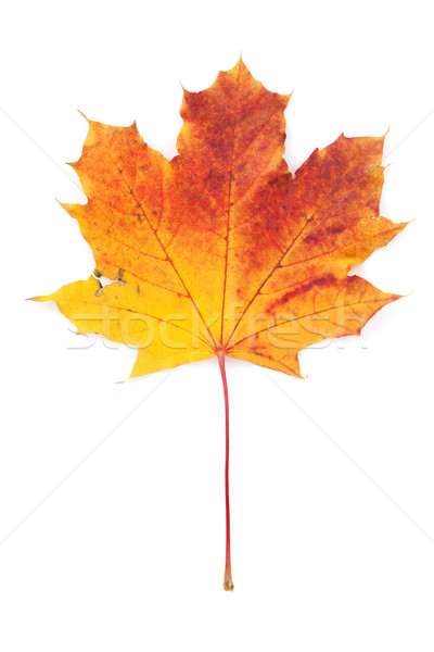 Stock photo: Colorful autumn maple leaf