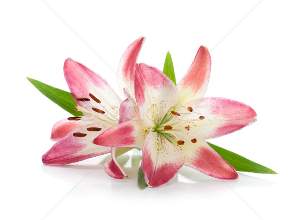 [[stock_photo]]: Deux · rose · Lily · isolé · blanche · fleur