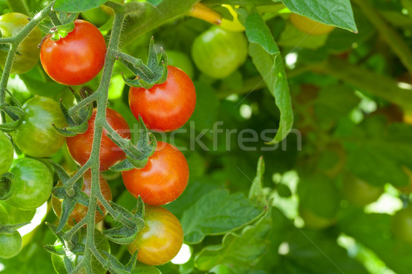 Tomates cereja jardim natureza fundo verde planta Foto stock © karandaev