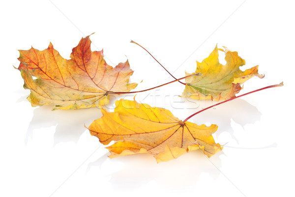 Foto stock: Colorido · outono · bordo · folhas · isolado · branco